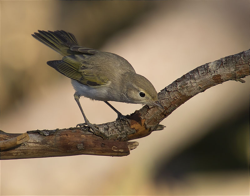 Mosquiter pàl·lid (Phylloscopus bonelli)