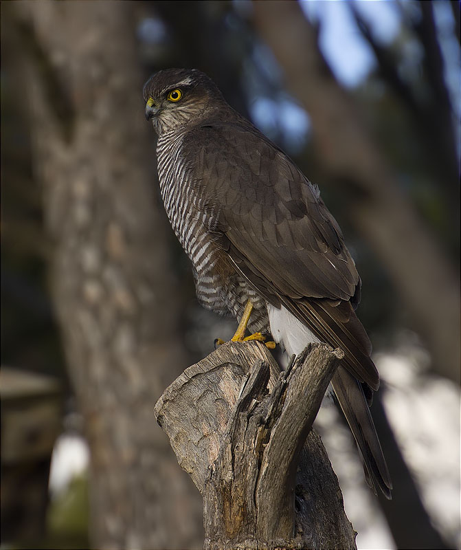 Femella d'Esparver (Accipiter nisus