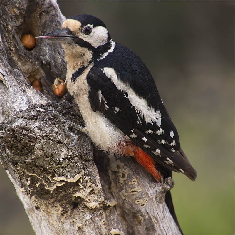 Femella de Picot garser gros (Dendrocopos major)