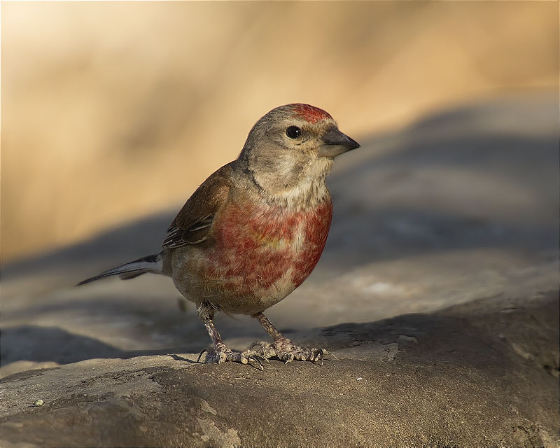 Passarell (Carduelis cannabina)