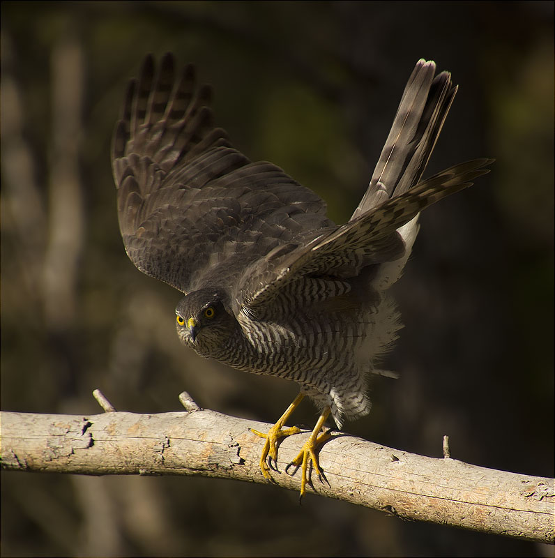 Femella d'Esparver (Accipiter nisus)