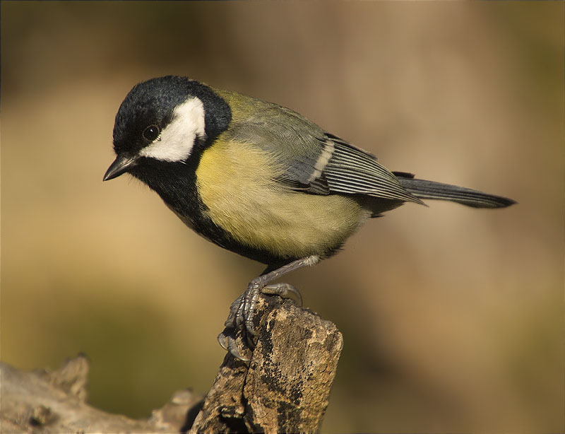 Mallerenga carbonera (Parus major)