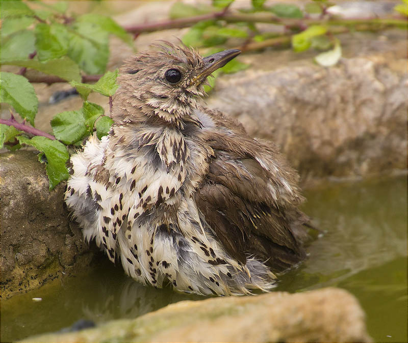 Griva (Turdus viscivorus)