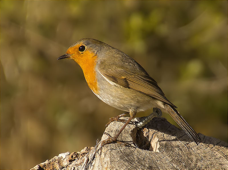 Pit roig (Erithacus rubecola)