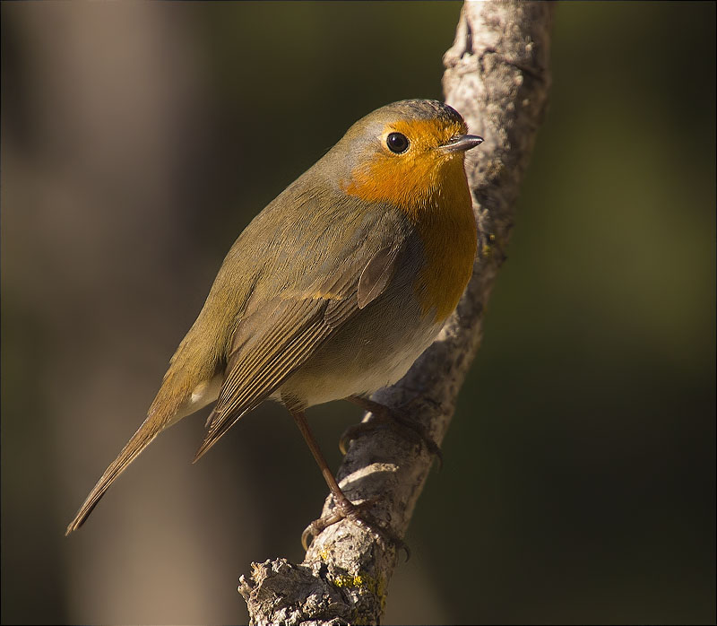 Pit roig (Erithacus rubecola)
