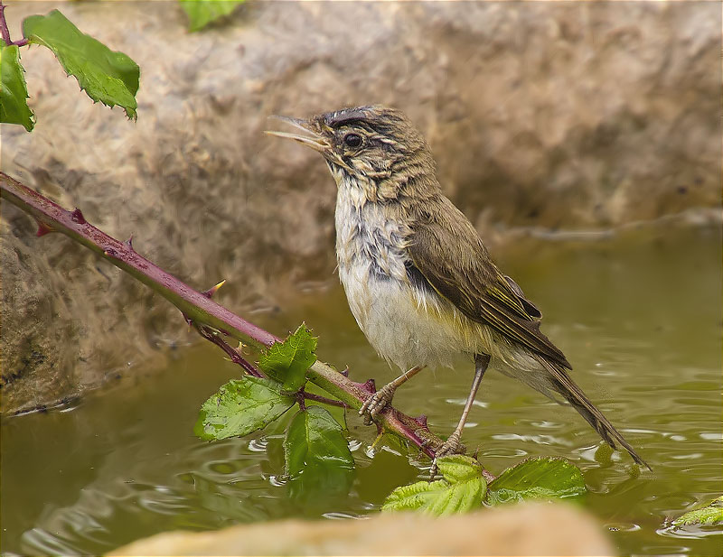 Mosquiter pàl·lid (Phylloscopus bonelli)