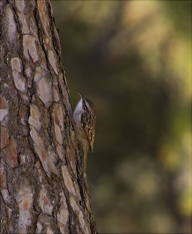 Raspinell comú (Certhia brachydactyla)