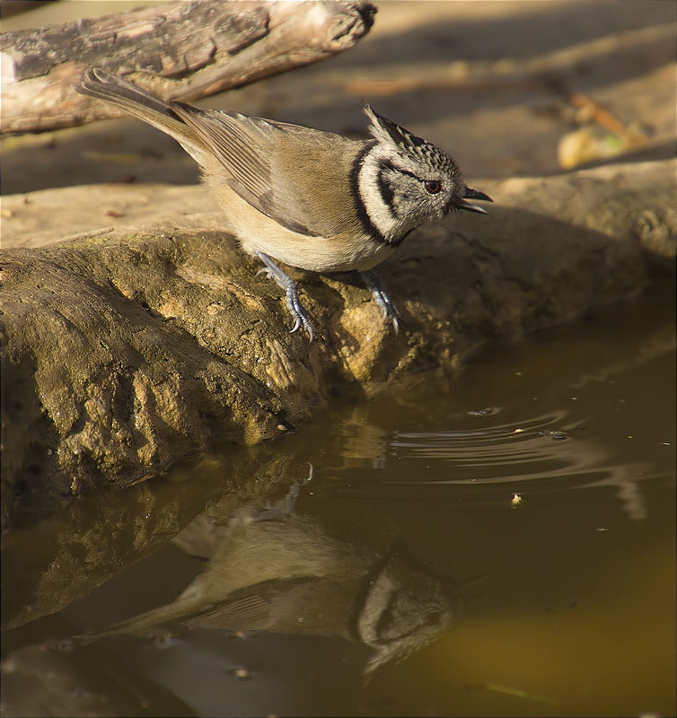 Mallerenga emplomallada (Parus cristatus)