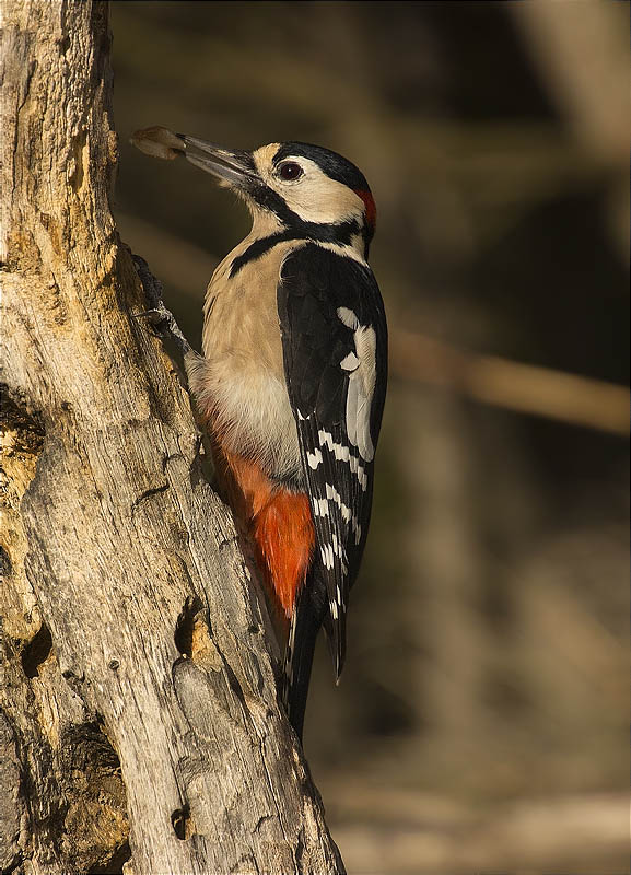 Mascle de Picot garser gros (Dendrocopos major)