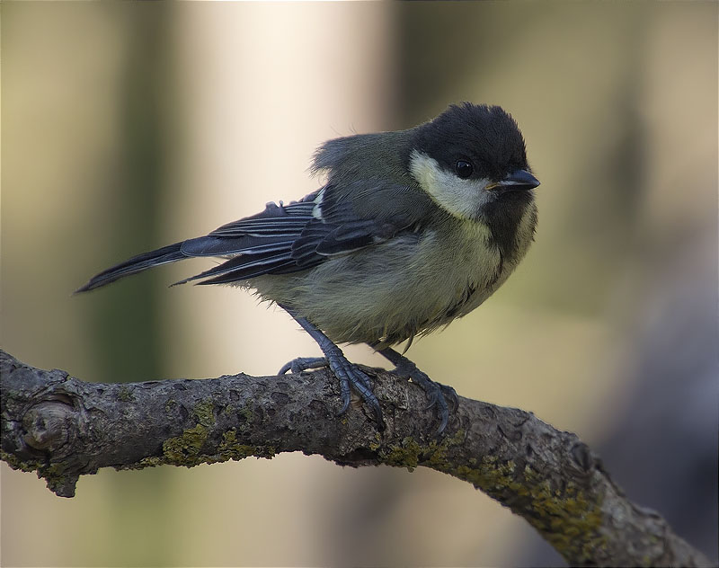 Mallerenga carbonera (Parus major)