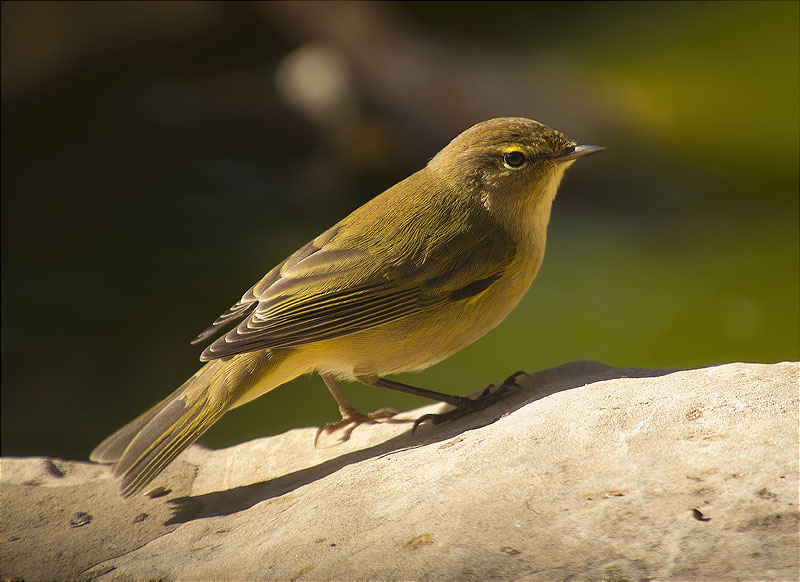 Mosquiter comú (Phylloscopus collybita)