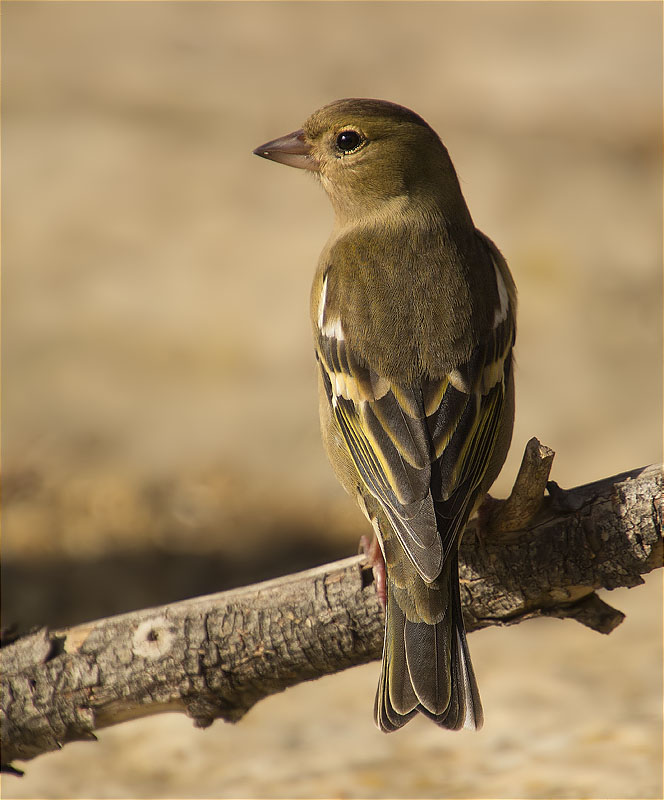 Femella de Pinsà comú (Fringilla coelebs)