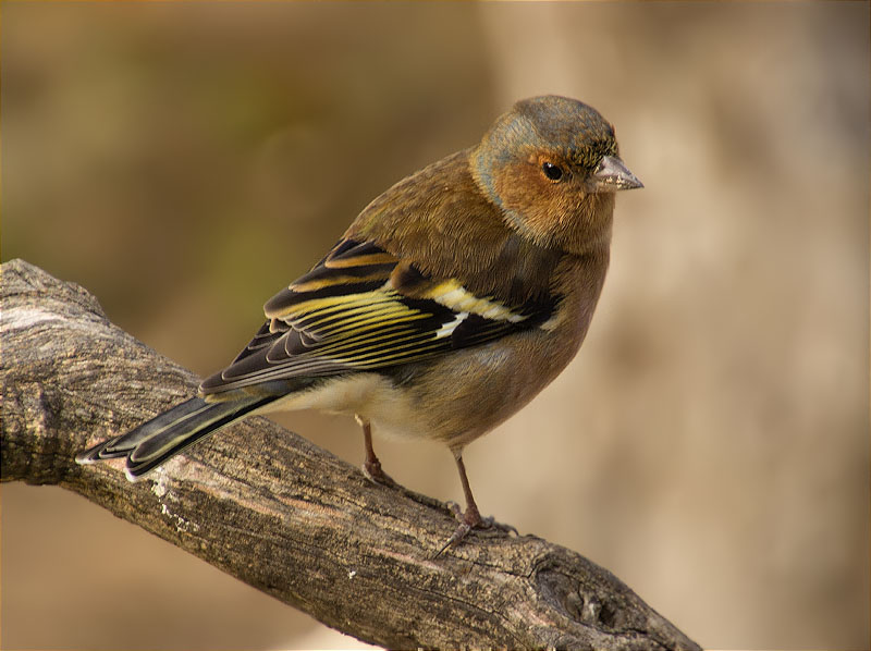 Mascle de Pinsà comú (Fringilla coelebs)