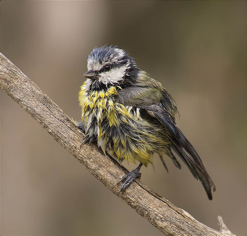 Mallerenga blava (Cyanistes caeruleus)