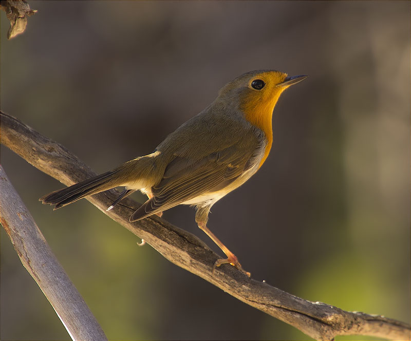 Pit roig (Erithacus rubecola)