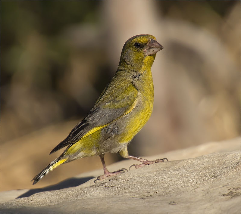 Mascle de Verdum (Carduelis chloris)