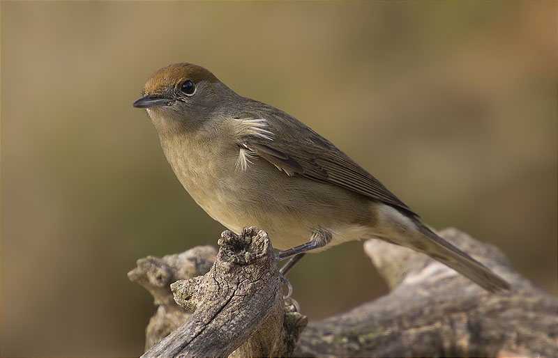 Femella de Tallarol de casquet (Sylvia atricapilla)