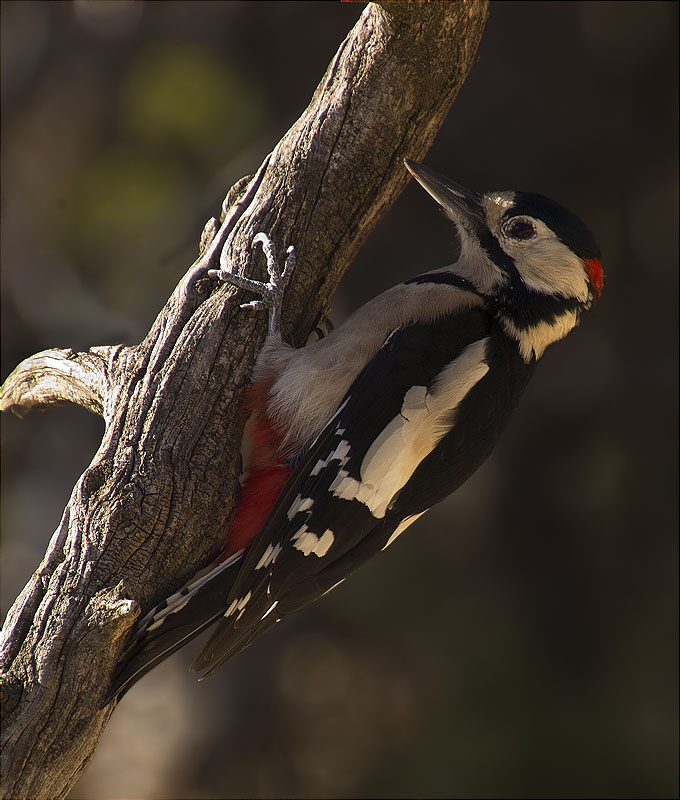 Mascle de Picot garser gros (Dendrocopos major)