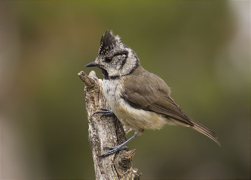 Mallerenga emplomallada (Parus cristatus)