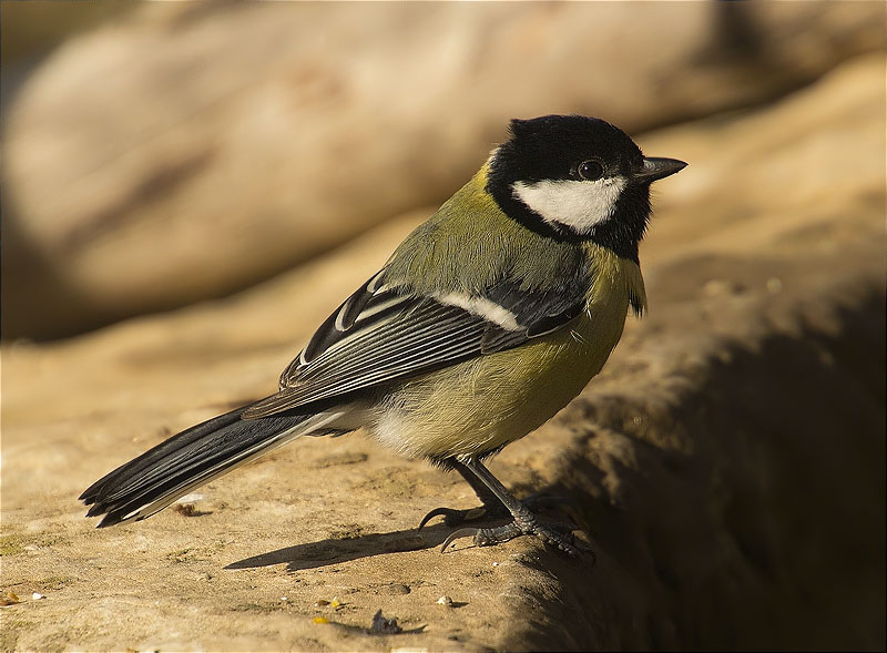 Mallerenga carbonera (Parus major)