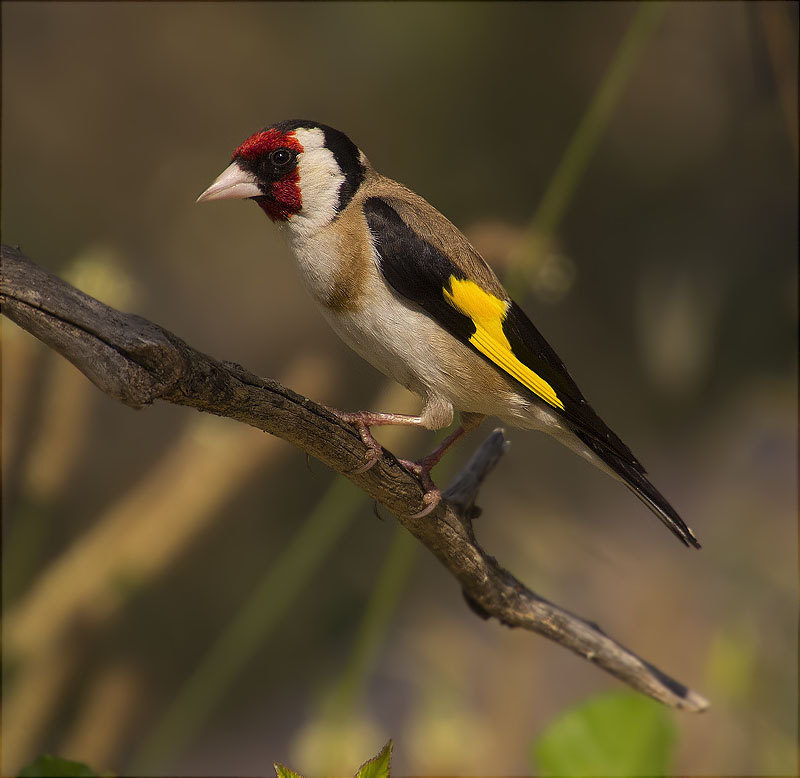 Cadernera (Carduelis carduelis)