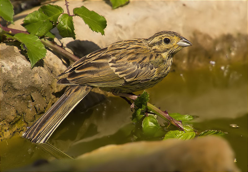 Femella de Gratapalles (Emberiza cirlus)