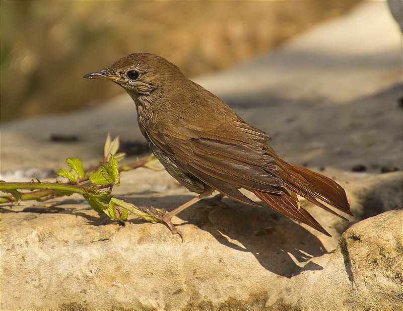 Rossinyol (Luscinia megarhynchos)