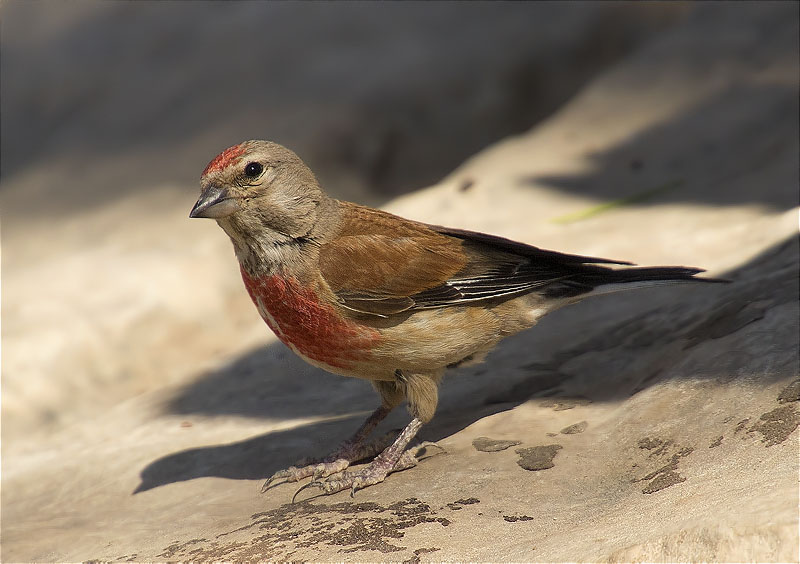 Passarell (Carduelis cannabina)