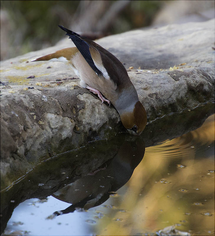 Durbec (Coccothraustes coccothraustes)