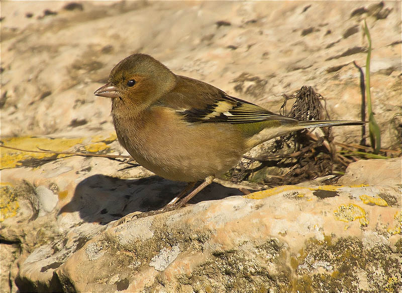 Mascle de Pinsà comú (Fringilla coelebs)