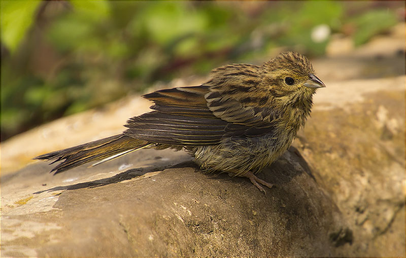 Femella de Gratapalles (Emberiza cirlus)