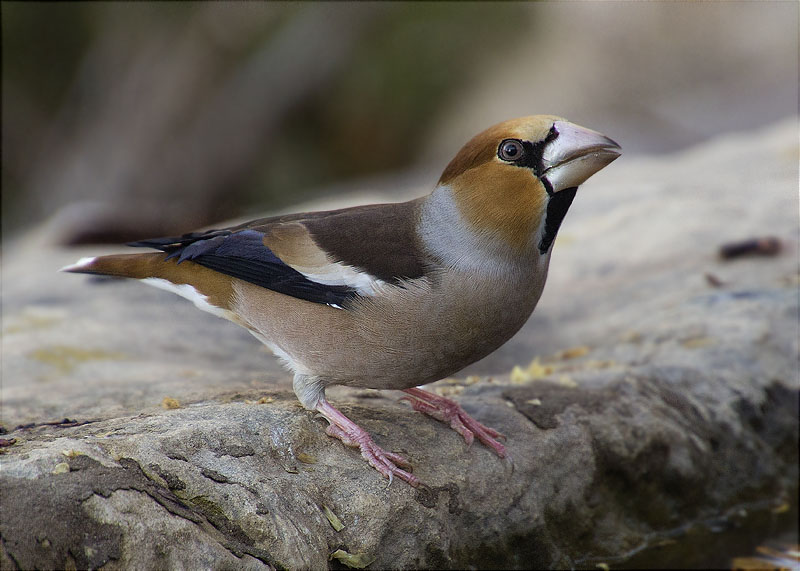 Durbec (Coccothraustes coccothraustes)