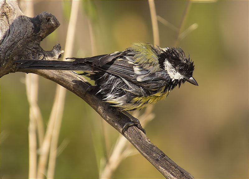 Mallerenga carbonera (Parus major)