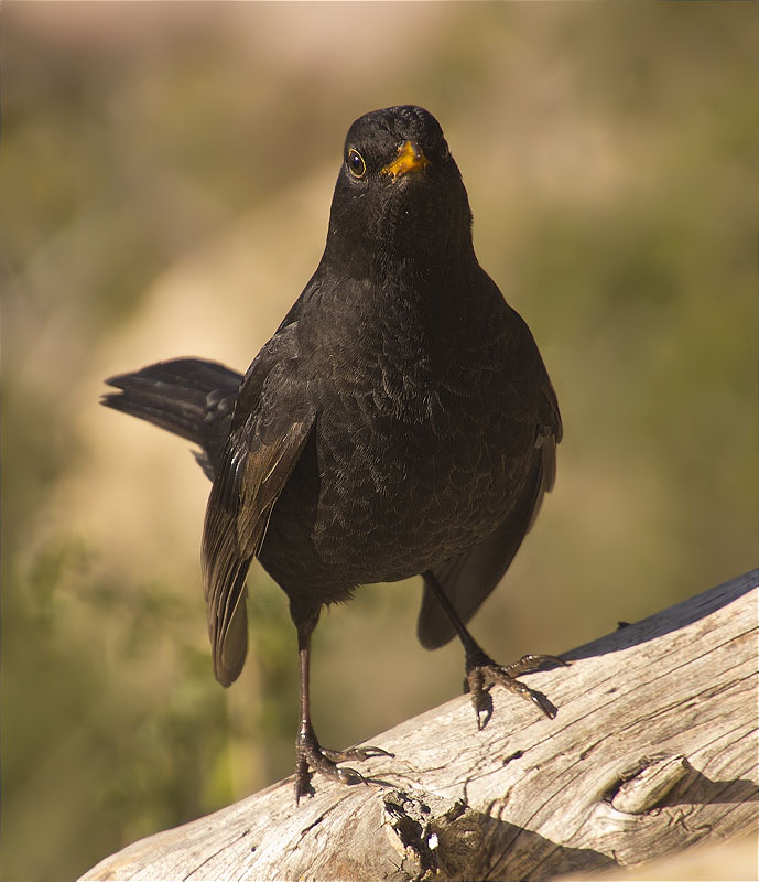 Mascle de Merla (Turdus merula)