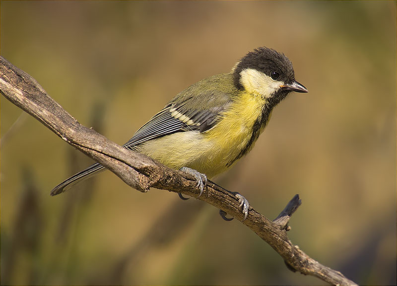 Jove de Mallerenga carbonera (Parus major)