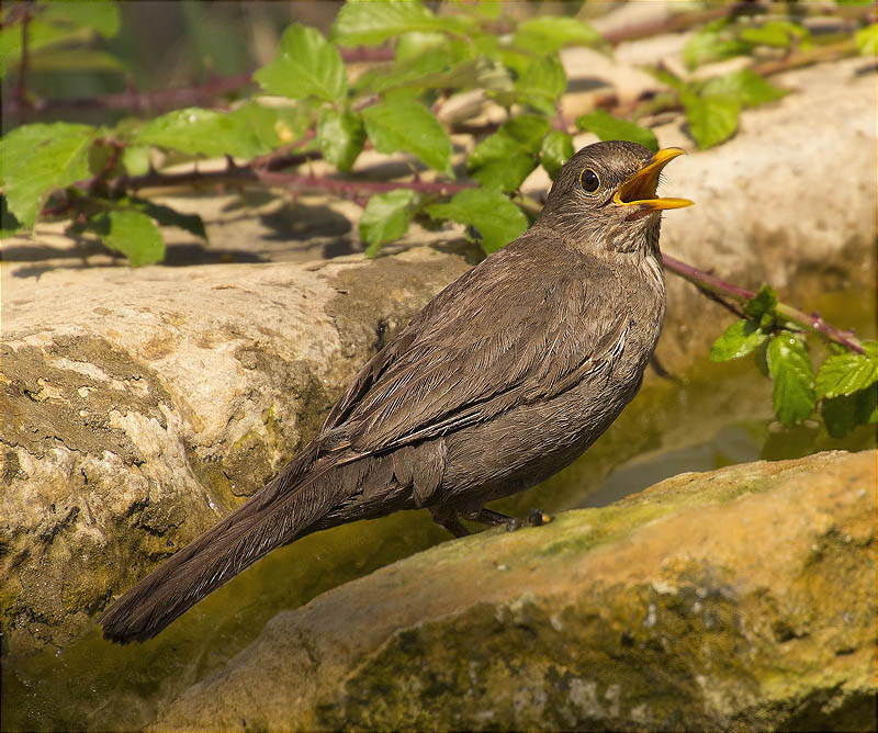 Merla (Turdus merula)