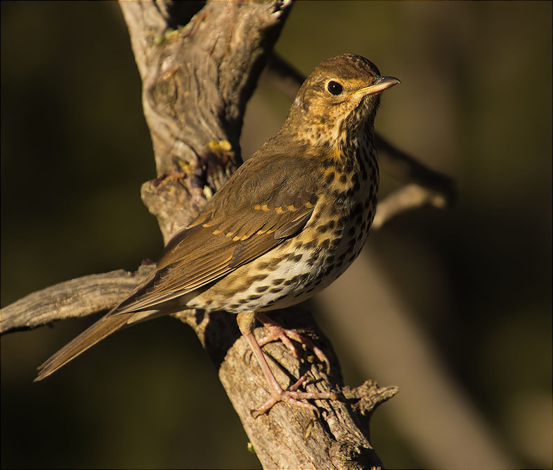 Tord comú (Turdus philomelos)