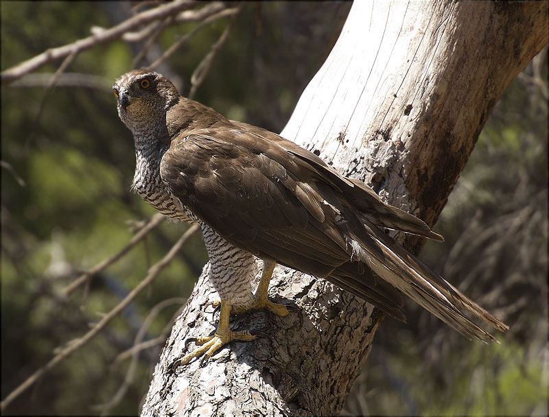 Femella d'Astor (Accipiter gentilis)