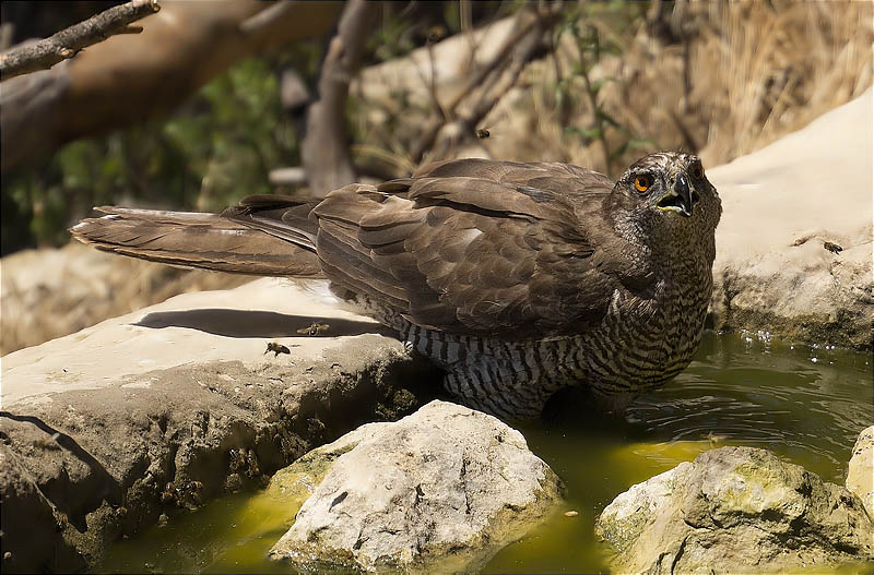 Femella d'Astor (Accipiter gentilis)