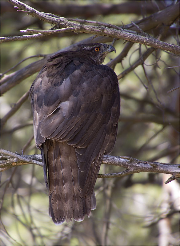 Femella d'Astor (Accipiter gentilis)