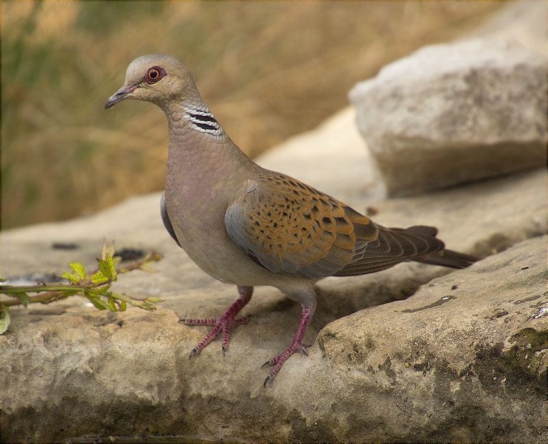 Tórtora europea (Streptopelia turtur)