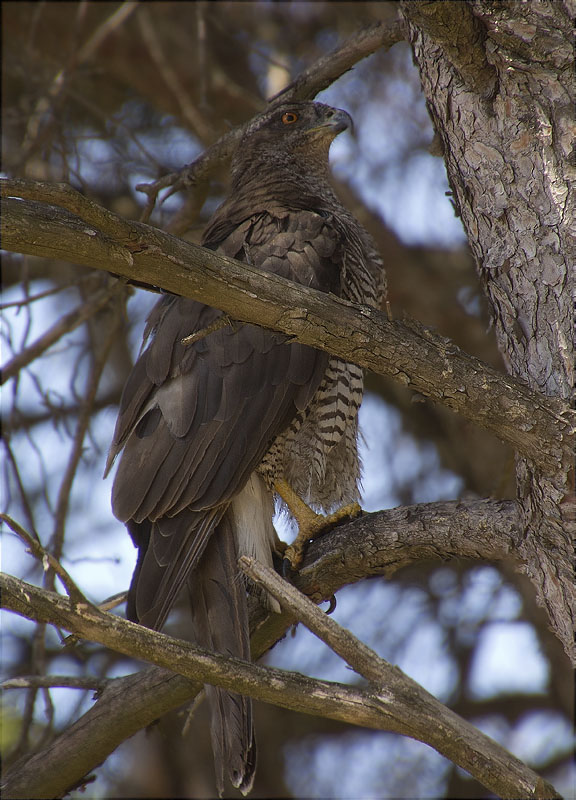 Femella d'Astor (Accipiter gentilis)