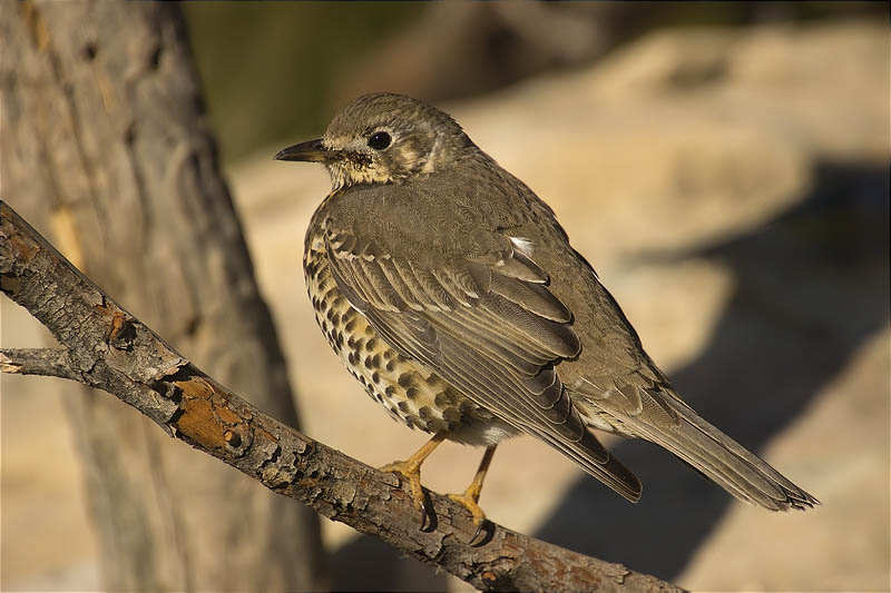 Griva (Turdus viscivorus)