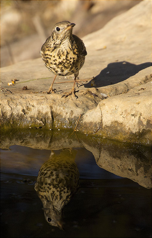 Griva (Turdus viscivorus)