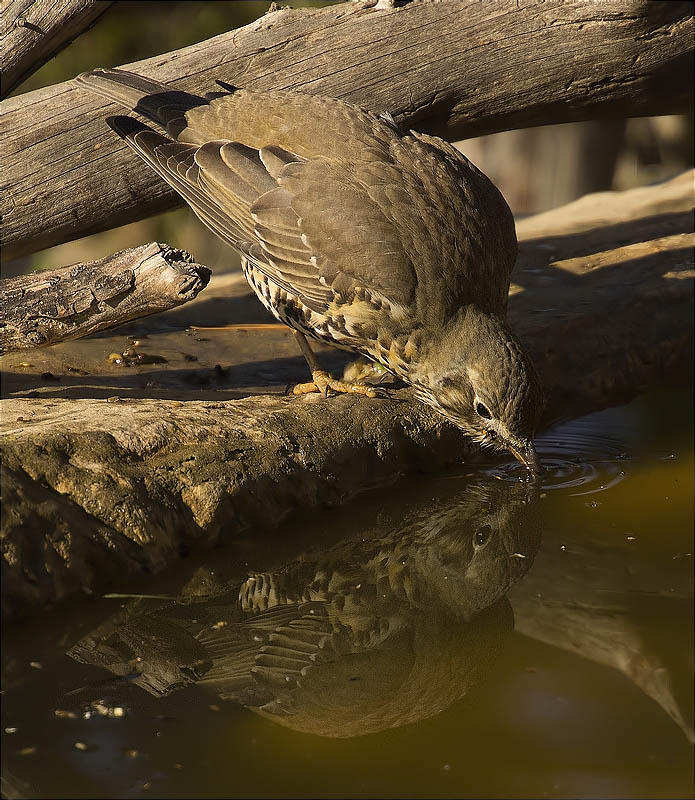 Griva (Turdus viscivorus)