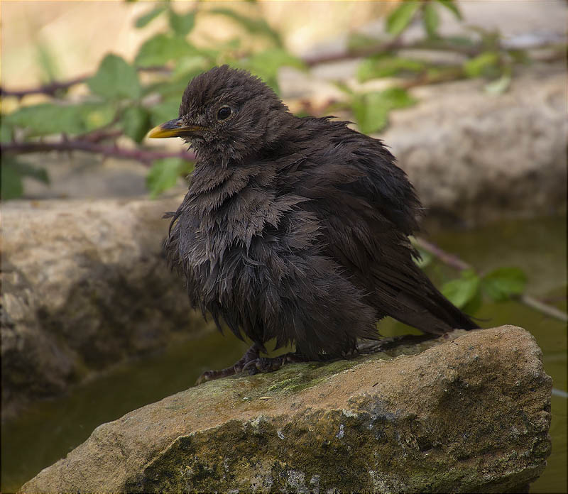 Jove de Merla (Turdus merula)