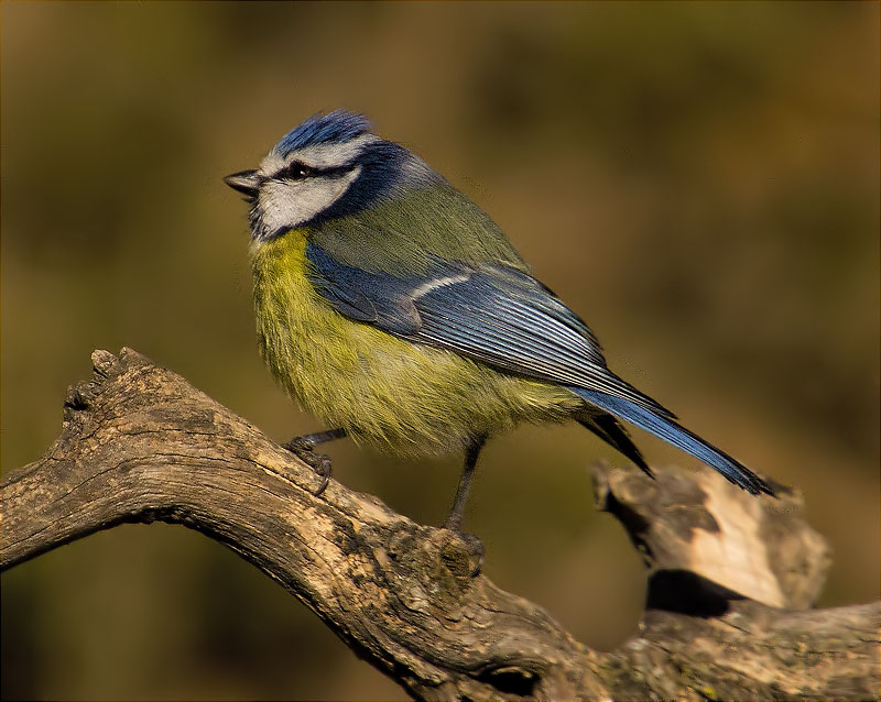 Mallerenga blava (Cyanistes caeruleus)