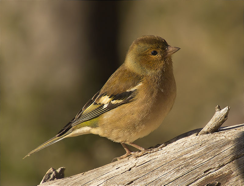 Mascle de Pinsà comú (Fringilla coelebs)