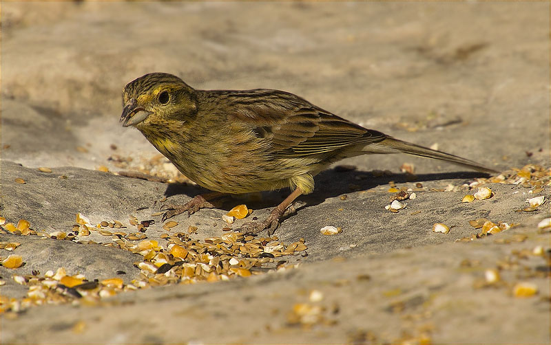 Femella de Gratapalles (Emberiza cirlus)