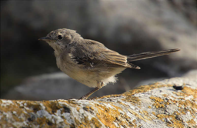 Jove de Tallarol capnegre (Sylvia melanocephala)